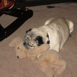 Meet your Posher, Joy